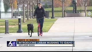 Made in Idaho: Dryland Dogs introduces urban mushing to the Treasure Valley