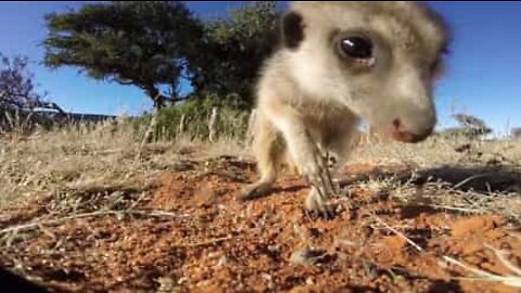 Animais demasiado curiosos com tecnologias