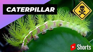 Lonomia Obliqua Caterpillar | One Of The Most Dangerous Insects In The World #shorts #insect