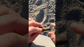 what is this?! found metal detecting at florida Beach with equinox 600. strange finds! #shorts