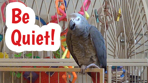 Bossy parrot tells owner to be quiet