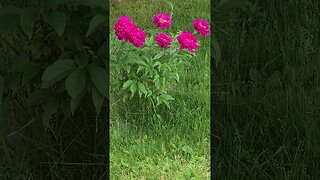 pink flowers #shorts