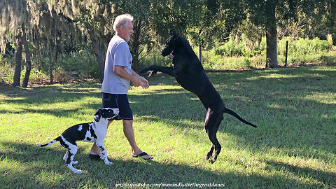 Jealous Great Dane doesn't want to share the fun with puppy