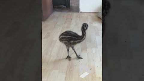 Baby Emu dancing