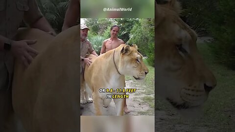 The mix of a Lion and Tigress | The Liger .