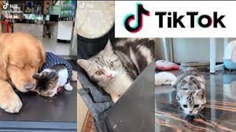 Funniest Animal Videos 🐶 TikTok 🐶 Best Compilations