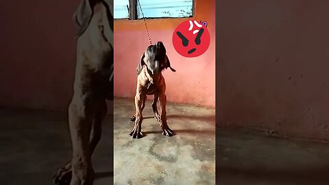 Angry Dog Barking #short #trending #viral #youtube #boerboel