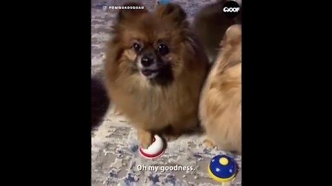 This cute Impatient Dog rejects the owner request to wait for a treat