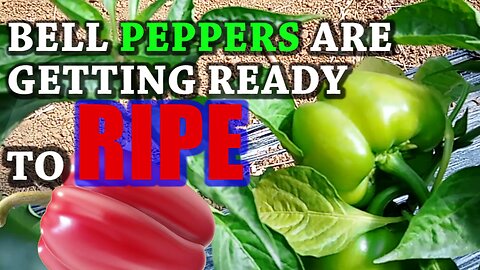 BELL PEPPERS ITS TIME TO GET RIPE YOU MUST WATCH