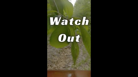 Watch Out for Mud and Branches - Jeep Cherokee XJ Ride