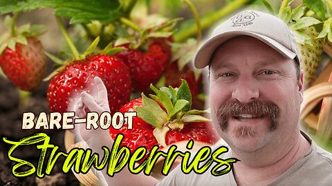 5 Tips to Planting Bare-Root Strawberries