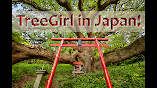 TreeGirl in Japan