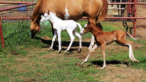 The Miracle of Equine Twins!