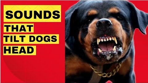 Sounds That Make Dogs Tilt Their Head ( GUARANTEED) Dog barking Compilation 🤔