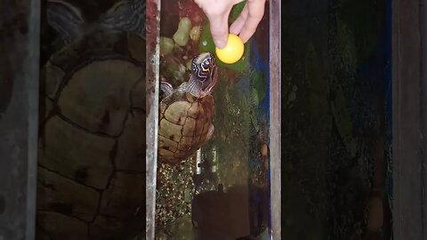 Turtles 🐢 can play ping pong?! #animals #reptiles #turtle