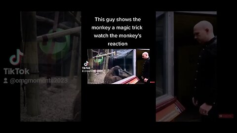 guy shows Monkey a magic trick, Monkey thinks he's a wizard