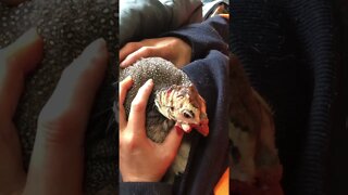 Injured guinea fowl having time out from flock