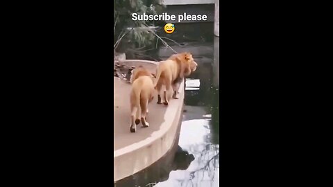 cat😻_lion_funny🤣_animals🤣🤣