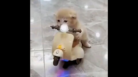 A little kitten rides a scooter🐱 trending video