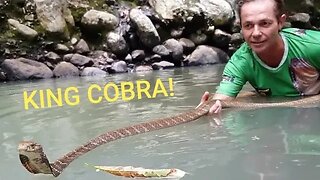 King Cobra's Can Float? Wth?! #kingcobra #snake #snakes