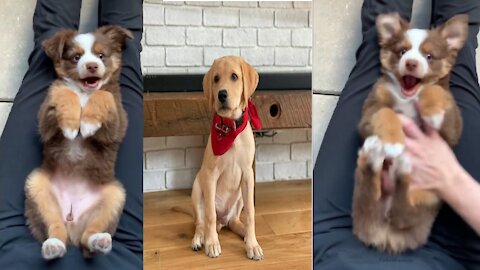 Funniest & cutest Labrador Puppies || Funny Puppy videos 2021