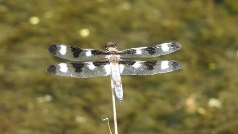 A Few Dragonflies of Beechwood Cemetery, in the city of Ottawa