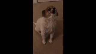 Puppy delivers most adorable howl ever