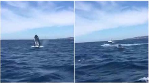 Baleias dão espectáculo ao saltarem da água!