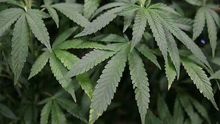 Nevada bans employers from refusing to hire those who fail marijuana test