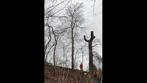 Dropping oak trunk