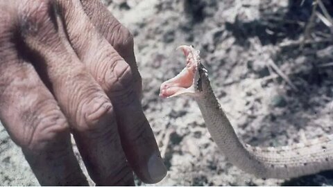 The Recent Eastern Brown Snake Bite Tragedy In Australia