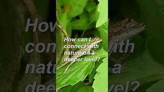How can I connect with nature on a deeper level? #shorts #mindselevate #expandyourmind