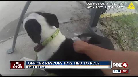 Dog found tied to a pole at Seahawk Park in Cape Coral