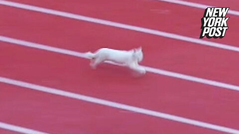 Cat wins college track race