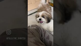 #dog #shorts #fun #doglover #cute #shihtzu #reels #funny #ytshorts #youtubeshorts #trending #youtube