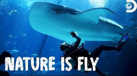 Luke Tipple and Aria Johnson Swim With Sharks! Nature Is Fly