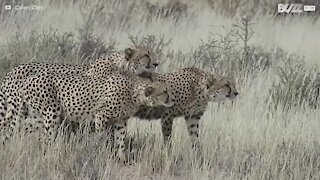Quattro ghepardi attaccano ferocemente un loro simile
