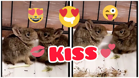 Two rabbits kiss each other while eating💋💏