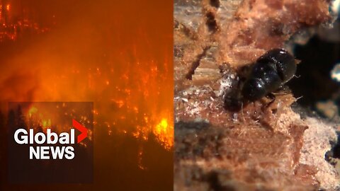 Jasper wildfire: How did mountain pine beetles play a role?
