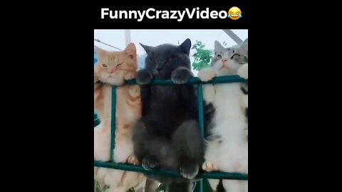 Mr FunnyCrazyVideo😂 Just Incredible Video Funny and Crazy #Like Follow for Follow 🥰