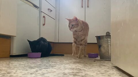 It’s Meal Time! 😻