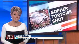 Gopher tortoise fatally shot; tips needed