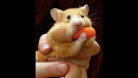 Behavior of funny hamsters getting tired of carrots!