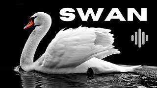 Swan sound.