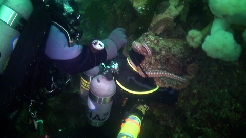 Giant Pacific Octopus Sucks Up Scuba Diver