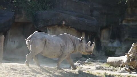 Rhinos - Cincinnati Zoo - October '22