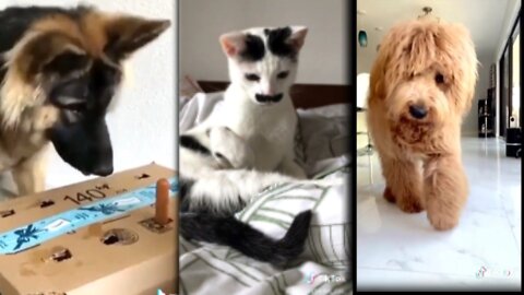 Funny video comedy- cat dog compilation