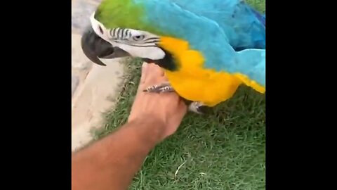 Hand tamming my macow parrots 😍