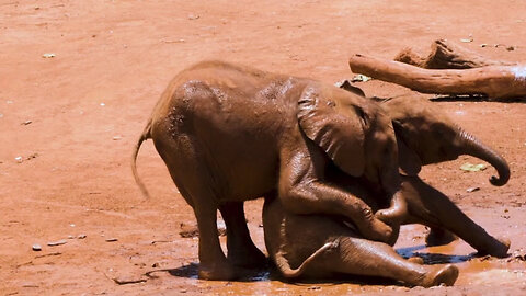 Watch the game of these two playful elephants in heartwarming this video.#