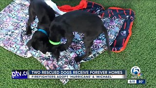 Firefighters adopt dogs they rescued from Hurricane Michael